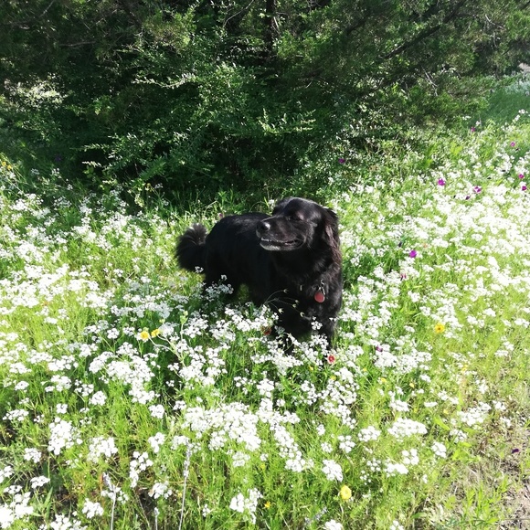 Meet your Posher, Julie - Picture 6 of 7